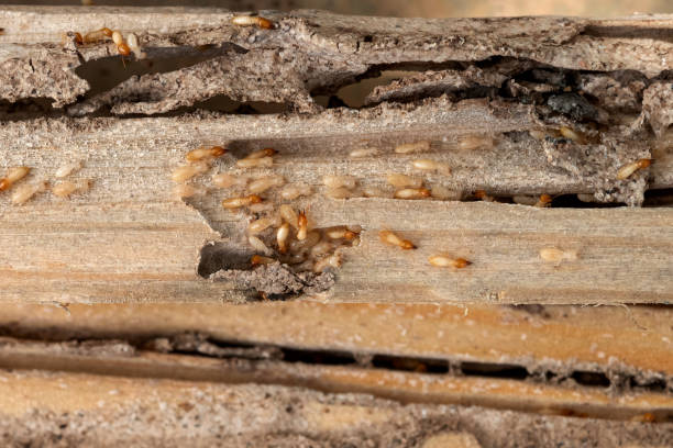 Best Emergency Pest Control  in Whiting, WI